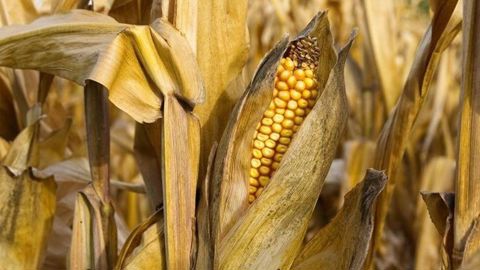 Le marché s'interroge principalement sur les conséquences de ces taxes douanières vis-à-vis du Mexique, le pays étant le plus gros acheteur de maïs américain. Le marché s'interroge principalement sur les conséquences de ces taxes douanières vis-à-vis du Mexique, le pays étant le plus gros acheteur de maïs américain.