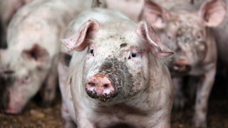 L'étude sur les financements en faveur de l'élevage durable du CIWF se concentre sur cinq régions : la Bretagne, les Pays de la Loire, les Hauts-de-France, le Grand Est et la Nouvelle-Aquitaine. L'étude sur les financements en faveur de l'élevage durable du CIWF se concentre sur cinq régions : la Bretagne, les Pays de la Loire, les Hauts-de-France, le Grand Est et la Nouvelle-Aquitaine.