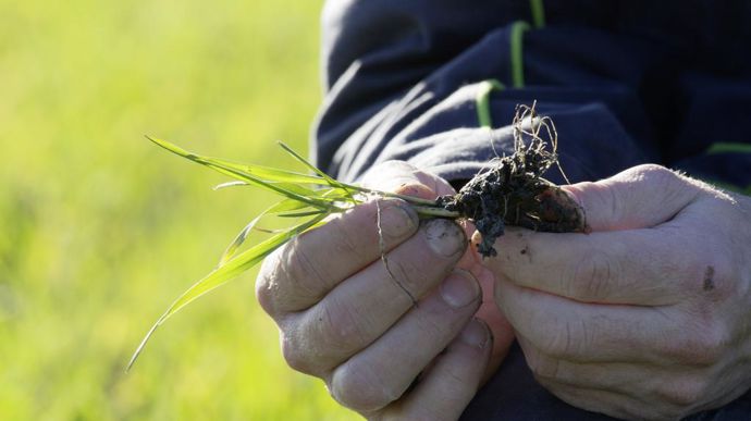 [] L’état des blés se dégrade légèrement