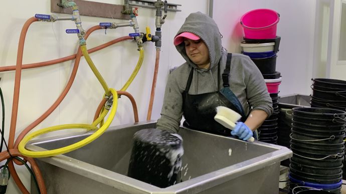 L'élevage laitier dépend d'une main-d'œuvre étrangère que les USA menacent d'expulser.