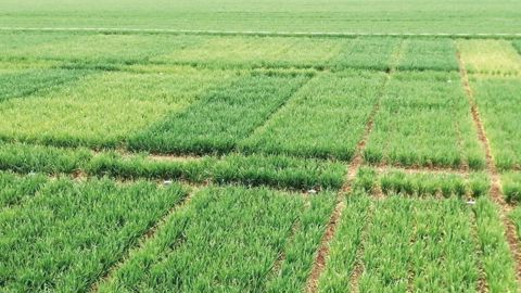 Arvalis présente ses derniers résultats d'essais sur l'effet des biostimulants.