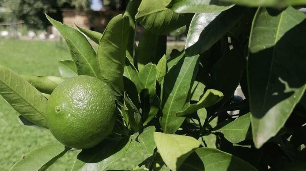 Les agrumes, plantés en 2021, ont donné leurs premiers fruits cet automne.