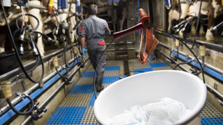 Traite. L'utilisation de lingettes imbibées d'alcool a révélé la présence de matière organique résiduelle au bout des trayons propice à la contamination des quartiers. Traite. L'utilisation de lingettes imbibées d'alcool a révélé la présence de matière organique résiduelle au bout des trayons propice à la contamination des quartiers.