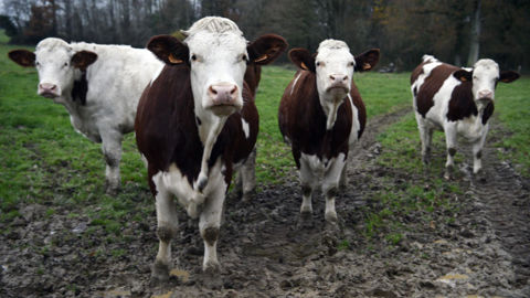 Les candidats à l'installation se projettent davantage dans une filière sécurisée comme l'appelation Comté. Les candidats à l'installation se projettent davantage dans une filière sécurisée comme l'appelation Comté.