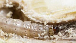 La deltaméthrine est autorisée pour de nombreux usages : contre les pyrales ou cicadelles sur maïs, les pucerons sur épis ou du feuillage en céréales à paille, pucerons verts sur pois... La deltaméthrine est autorisée pour de nombreux usages : contre les pyrales ou cicadelles sur maïs, les pucerons sur épis ou du feuillage en céréales à paille, pucerons verts sur pois...