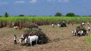 Les deux organisations sucrières précisent que l'Inde est un des plus gros producteurs et exportateurs mondiaux de sucre. Les deux organisations sucrières précisent que l'Inde est un des plus gros producteurs et exportateurs mondiaux de sucre.