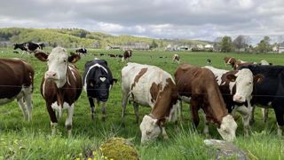La production de lait enregistre une hausse de 1,5 % par exploitation entre 2023 et 2024. La production de lait enregistre une hausse de 1,5 % par exploitation entre 2023 et 2024.