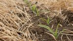 En semis direct sous couvert, le glyphosate reste indispensable pour la bonne implantation des cultures.