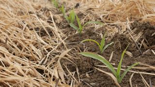En semis direct sous couvert, le glyphosate reste indispensable pour la bonne implantation des cultures. En semis direct sous couvert, le glyphosate reste indispensable pour la bonne implantation des cultures.
