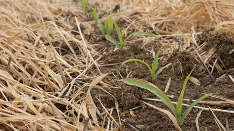 En semis direct sous couvert, le glyphosate reste indispensable pour la bonne implantation des cultures. En semis direct sous couvert, le glyphosate reste indispensable pour la bonne implantation des cultures.