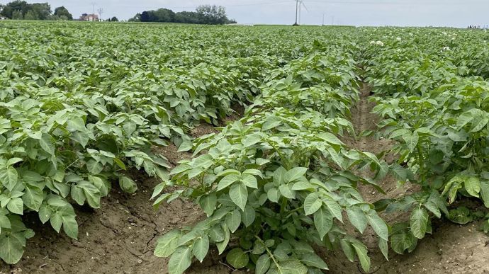 La campagne de production de plants s’est bien déroulée en 2024, entre hausse des surfaces, bons rendements, et rééquilibrage des prix par rapport aux pommes de terre de consommation.
