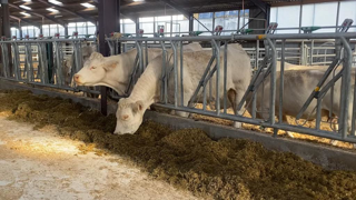Malgré la hausse des prix de la viande, la Coordination rurale appelle à la prudence. Malgré la hausse des prix de la viande, la Coordination rurale appelle à la prudence.