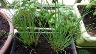 Semer sa ciboulette sous abri est conseillé afin d’obtenir des plants plus vigoureux et des récoltes plus précoces qu’avec un semis en pleine terre.