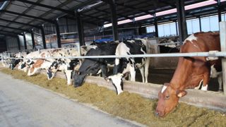 En France, le prix moyen du lait s'est établi à 502,4 €/t en janvier 2025 (laits conventionnels, bio et sous AOP).