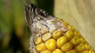 La contamination accrue des cultures aux mycotoxines entraînera une baisse des rendements, avec des pertes économiques, informe l'Agence européenne de l'environnement. La contamination accrue des cultures aux mycotoxines entraînera une baisse des rendements, avec des pertes économiques, informe l'Agence européenne de l'environnement.