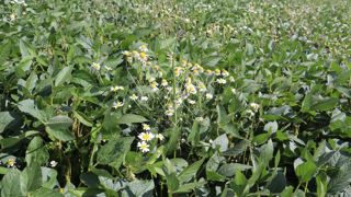 En soja, les pertes de rendements engendrée par le salissement sont importantes.