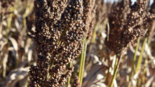 La récolte française de sorgho grain est estimée en 2024 à 491 000 tonnes (308 000 tonnes en 2023). La récolte française de sorgho grain est estimée en 2024 à 491 000 tonnes (308 000 tonnes en 2023).