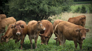 Les prix des limousins suivent aussi la tendance globale à la hausse. Les prix des limousins suivent aussi la tendance globale à la hausse.