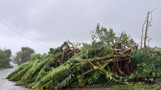 Les arbres ont été décimés par le cyclone Garance.