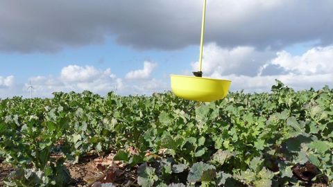 Terres Inovia recommande de placer la cuvette jaune à au moins 10 m de la bordure pour capturer les insectes.