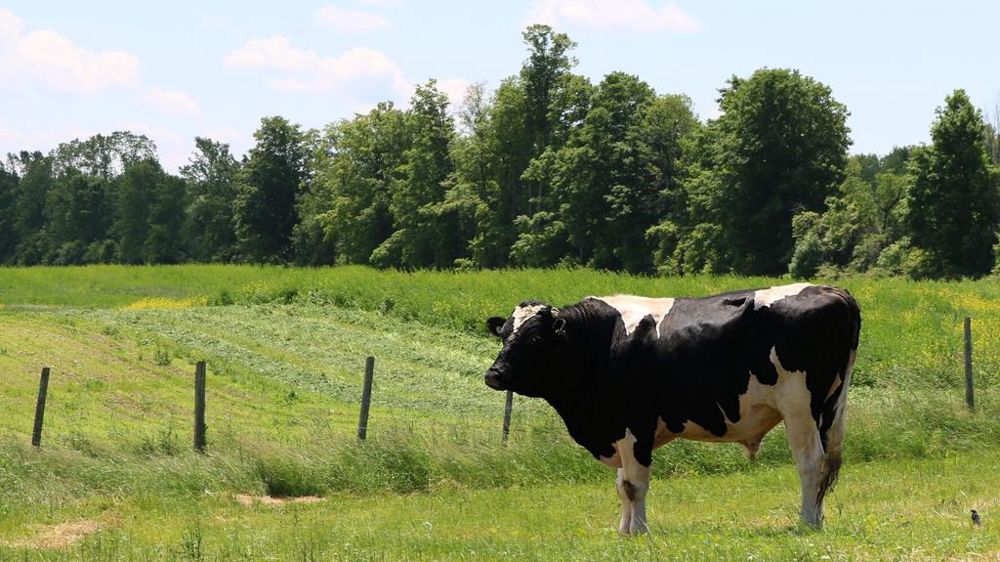 Taureau Holstein au pré