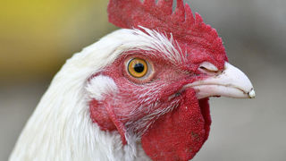 Des cas de grippe aviaire de type H7N9 ont été confirmés dans un élevage de poulets aux États-Unis. (Photo d'illustration) Des cas de grippe aviaire de type H7N9 ont été confirmés dans un élevage de poulets aux États-Unis. (Photo d'illustration)