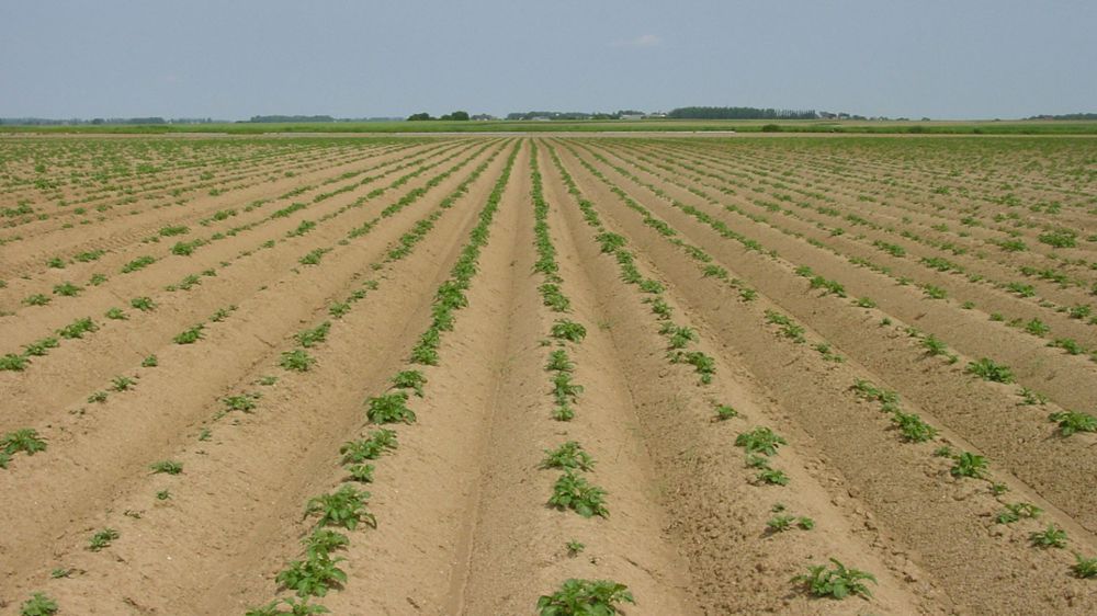 De la réception à la plantation : bien gérer ses plants de pomme de terre 