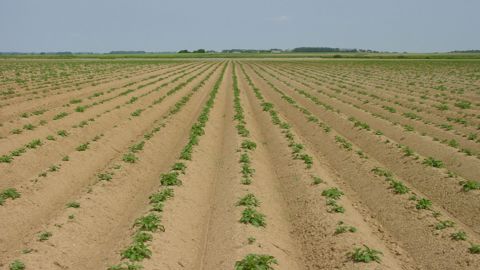 De la réception à la plantation : bien gérer ses plants de pomme de terre 
