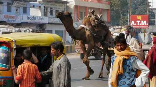 Nourrir le monde Inde chameau