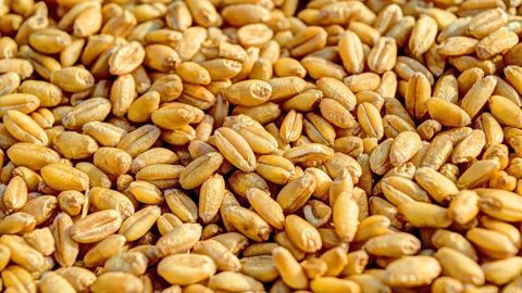 Cereapro propose le contrat prix moyen pour la récolte 2025 en blé et en colza.