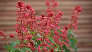 Salvia splendens 'Estella Coral'.