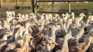 La vaccination contre l’influenza aviaire hautement pathogène, mise en place depuis dix-huit mois en France, a permis à la filière du foie gras de renouer avec une production stable et une balance commerciale positive en 2024. La vaccination contre l’influenza aviaire hautement pathogène, mise en place depuis dix-huit mois en France, a permis à la filière du foie gras de renouer avec une production stable et une balance commerciale positive en 2024.