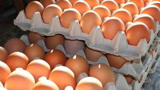 Les associations polonaises et lituaniennes de volaille ont déclaré avoir été approchées par les États-Unis pour y exporter des œufs. Les associations polonaises et lituaniennes de volaille ont déclaré avoir été approchées par les États-Unis pour y exporter des œufs.