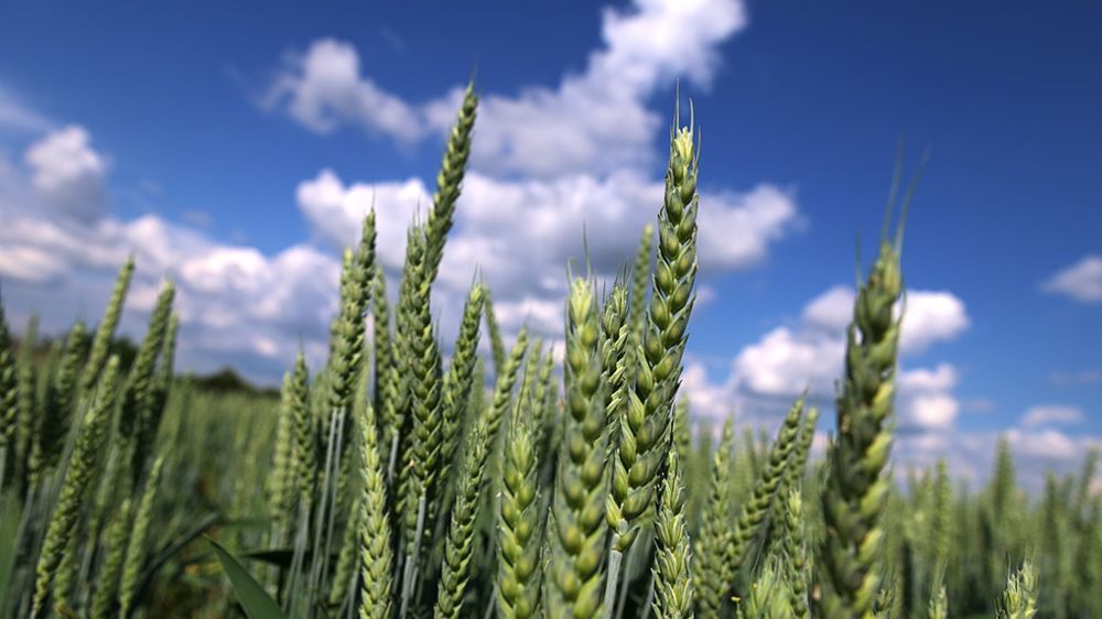 Opter pour des leviers agroécologiques pour gérer les bioagresseurs