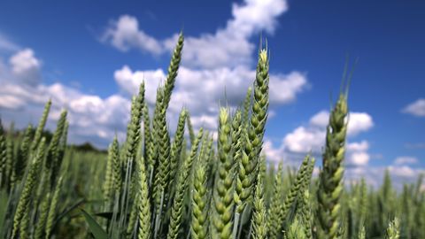 Opter pour des leviers agroécologiques pour gérer les bioagresseurs Opter pour des leviers agroécologiques pour gérer les bioagresseurs