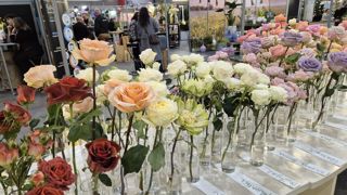 Le grossiste Sodif présentait la gamme Rosaprima, dont il est distributeur exclusif et qui couvre plus de 150 variétés de roses. Le grossiste Sodif présentait la gamme Rosaprima, dont il est distributeur exclusif et qui couvre plus de 150 variétés de roses.
