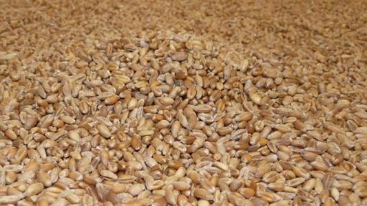 Grains de blé