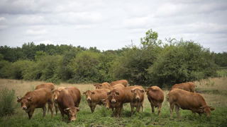 Les revenus des exploitations spécialisées en bovins à viande progressent sur l'année 2024, grâce à la hausse des cours de la viande bovine. Les revenus des exploitations spécialisées en bovins à viande progressent sur l'année 2024, grâce à la hausse des cours de la viande bovine.