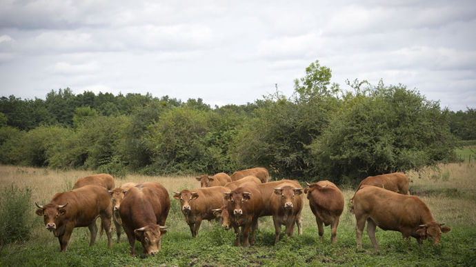[] Les revenus s’améliorent pour les systèmes bovins viande herbagers en 2024