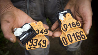 Les veaux non bouclés ne sont pas pris en compte pour les indemnisations FCO, or le bouclage des veaux morts-né n’est pas systématiquement obligatoire. Les veaux non bouclés ne sont pas pris en compte pour les indemnisations FCO, or le bouclage des veaux morts-né n’est pas systématiquement obligatoire.