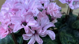 Cyclamen persicum 'Illusia'. Cyclamen persicum 'Illusia'.