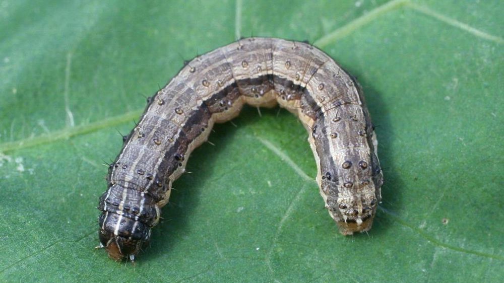 Spodoptera frugiperda. Spodoptera frugiperda.