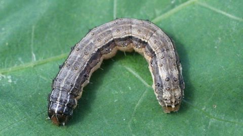 Spodoptera frugiperda.