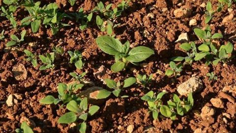 Pour Terres Inovia, les solutions de désherbage actuellement disponibles sur tournesol permettent assez facilement de surmonter ce retrait du S-métalochlore.
