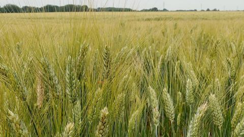 Quel avenir pour la filière dur en France ?