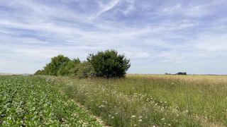 Parcelles avec présence d'une bande enherbée et d'une haie, encouragées par l'association Symbiose. Parcelles avec présence d'une bande enherbée et d'une haie, encouragées par l'association Symbiose.