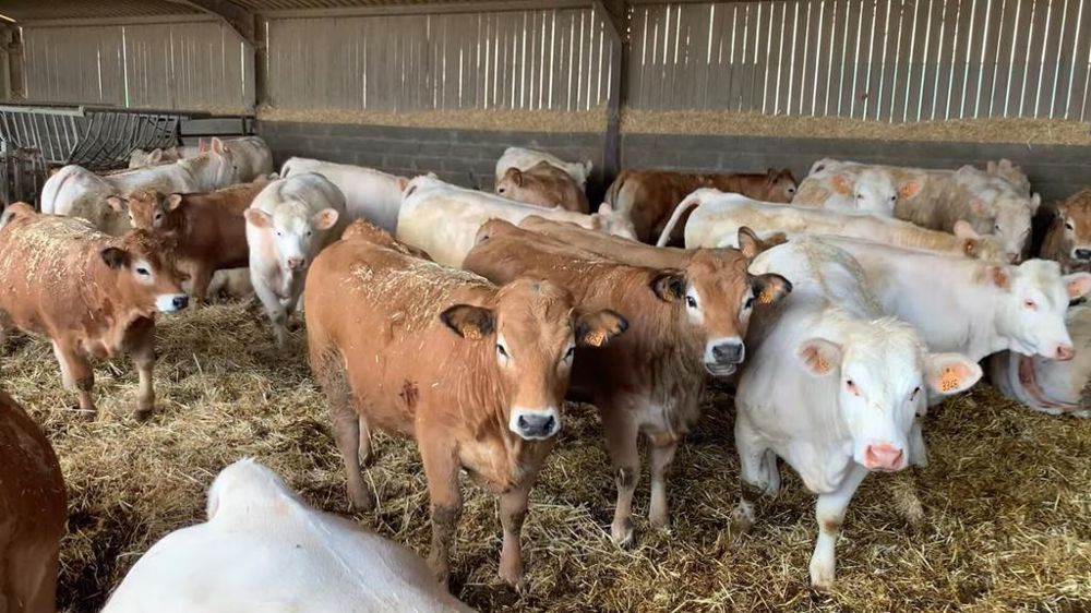 Jeunes bovins aubracs et charolais Jeunes bovins aubracs et charolais