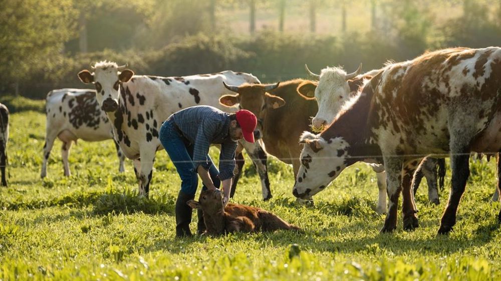 Eleveur avec ses vaches en prairie Eleveur avec ses vaches en prairie