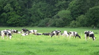 Atout. Le choix de produire avec les fourrages est cohérent avec le potentiel pédoclimatique de la Bretagne, même s'il pénalise la productivité des vaches et la collecte totale.