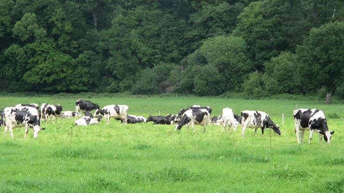 Atout. Le choix de produire avec les fourrages est cohérent avec le potentiel pédoclimatique de la Bretagne, même s'il pénalise la productivité des vaches et la collecte totale.